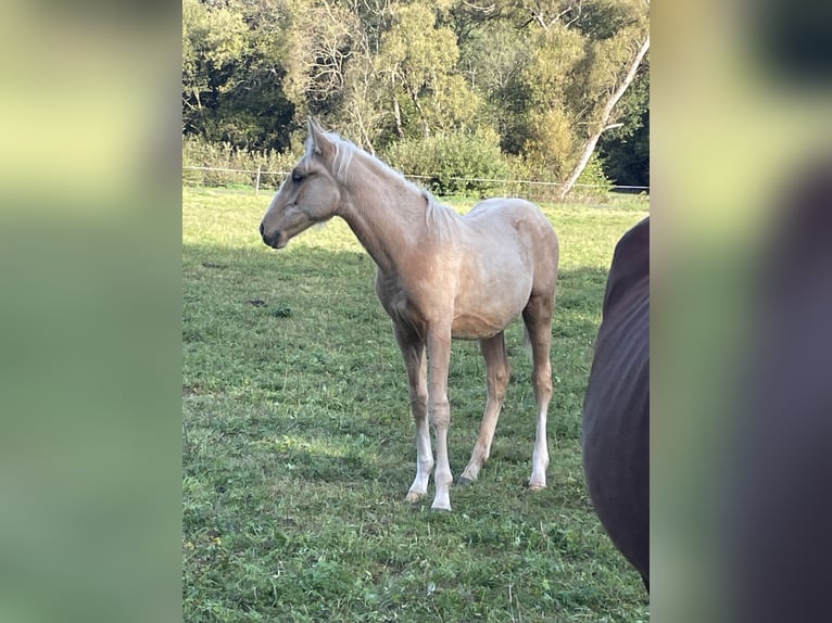 Berber Stallion Foal (04/2026) 15.1 hh Palomino in Bad Endbach