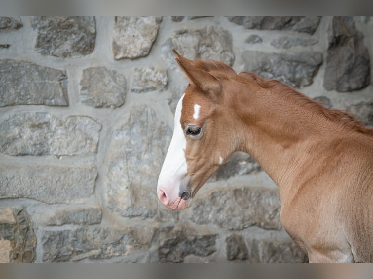 Berber Stallion Foal (07/2025) 15 hh Can be white in Langerwehe