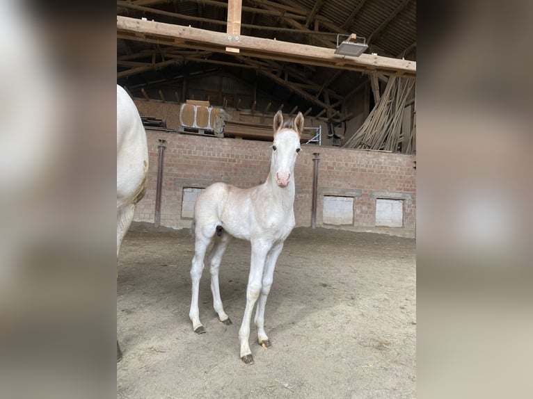 Berber Stallion  15,1 hh Brown Falb mold in Hohenstein Bernloch