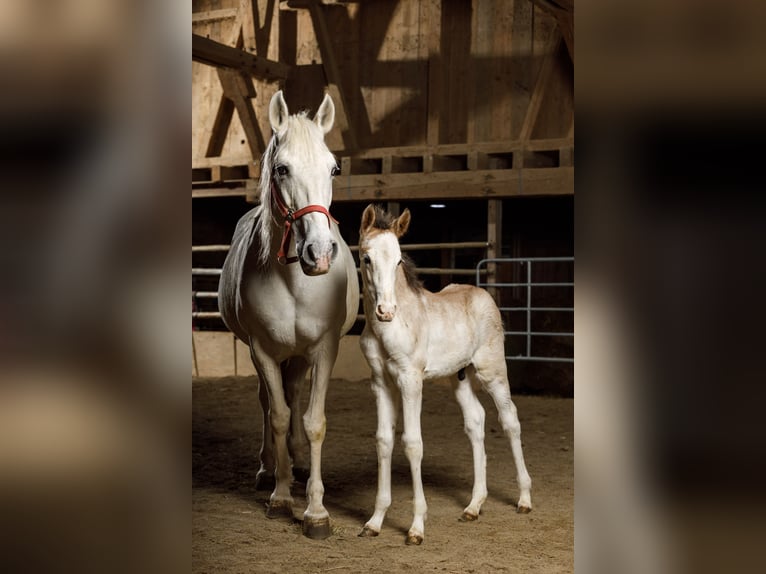 Berber Stallion  15,1 hh Brown Falb mold in Hohenstein Bernloch