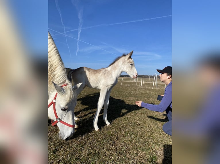 Berber Stallion  15,1 hh Brown Falb mold in Hohenstein Bernloch