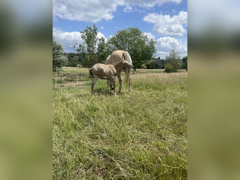 Berber Stallion  15,1 hh Perlino in Gemmenich