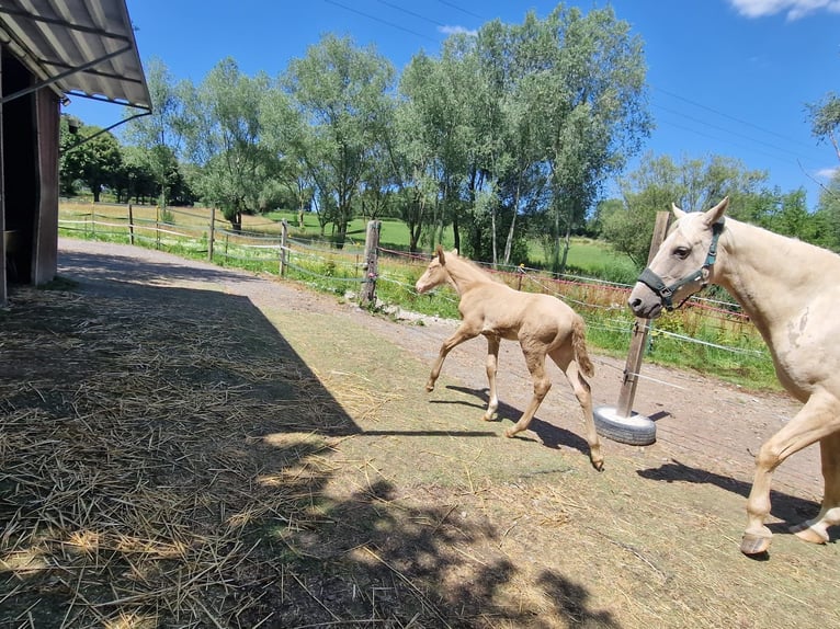 Berber Stallion  15,1 hh Perlino in Gemmenich
