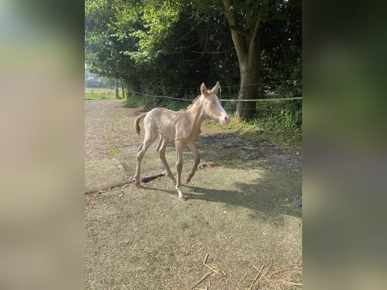 Berber Stallion  15,1 hh Perlino in Gemmenich