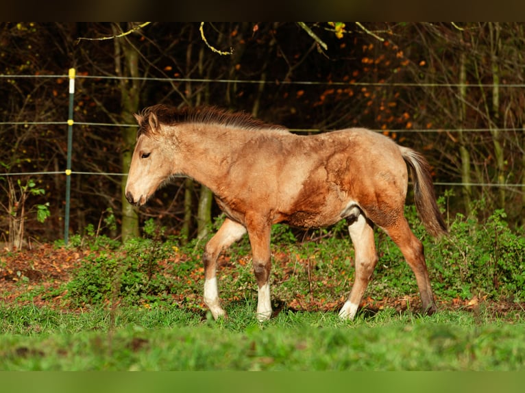 Berber Stallion Foal (06/2025) 15,2 hh Buckskin in LangerweheLangerwehe