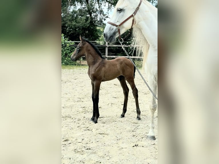Berber Stallion Foal (05/2025) Grey in Z&#xFC;lpich