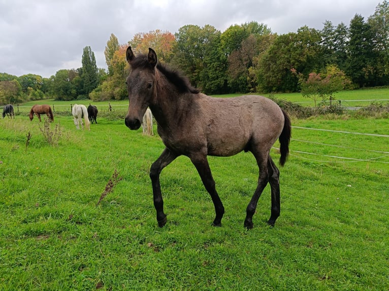 Berber Stallion Foal (05/2025) Grey in Z&#xFC;lpich