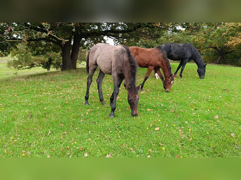Berber Stallion Foal (05/2025) Grey in Z&#xFC;lpich