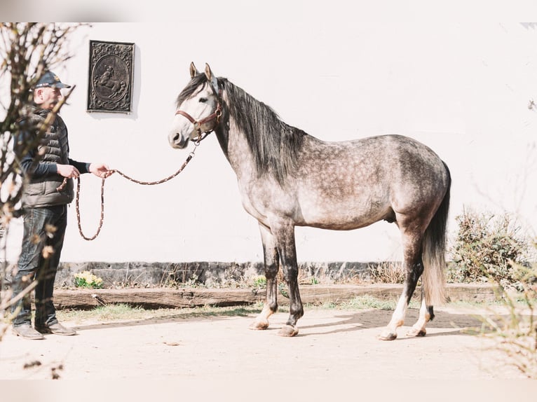 Berber Stallion Gray-Blue-Tan in Langerwehe