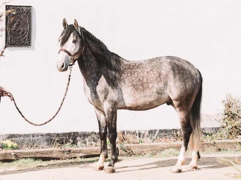 Berber Stallion Gray-Blue-Tan in Langerwehe