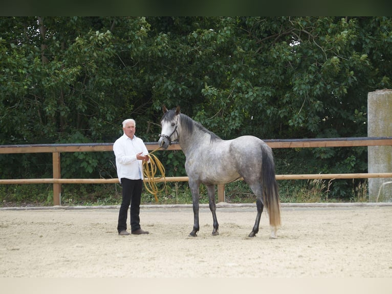 Berber Stallion Gray-Dapple in Langerwehe