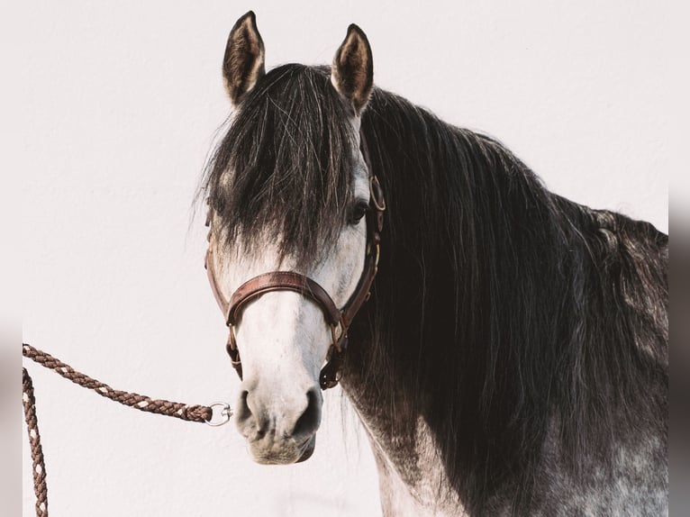 Berber Stallion Grey-Blue-Tan in Langerwehe