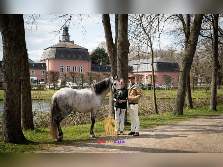 Berber Stallion Grey-Dapple in Langerwehe