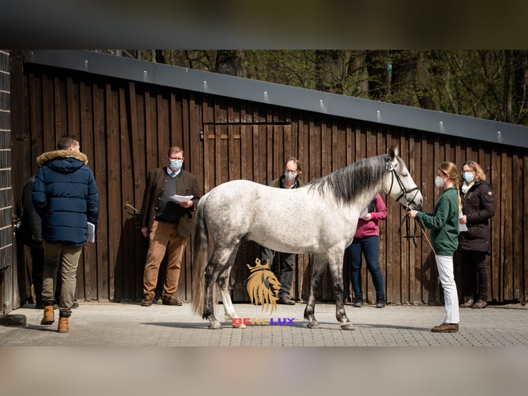 Berber Stallion Grey-Dapple in Langerwehe