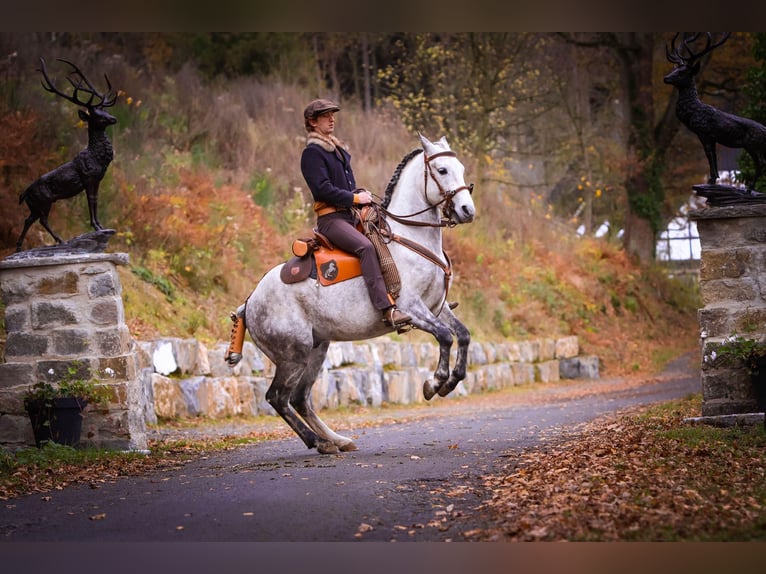 Berber Stallion Grey-Dapple in Langerwehe