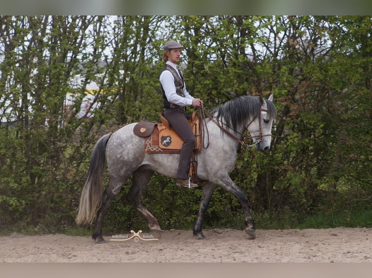 Berber Stallion Grey-Dapple in Langerwehe