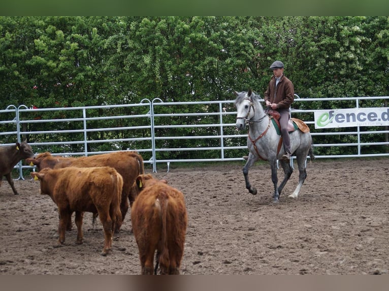 Berber Stallion Grey-Dapple in Langerwehe