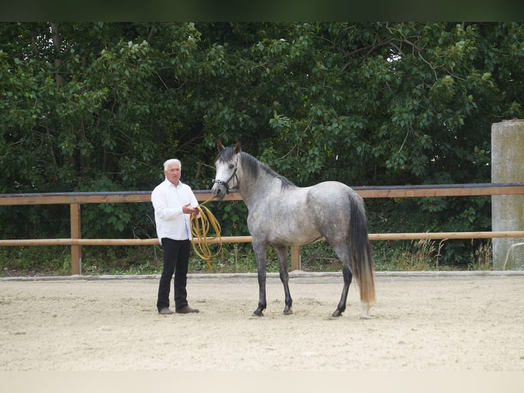 Berber Stallion Grey-Dapple in Langerwehe