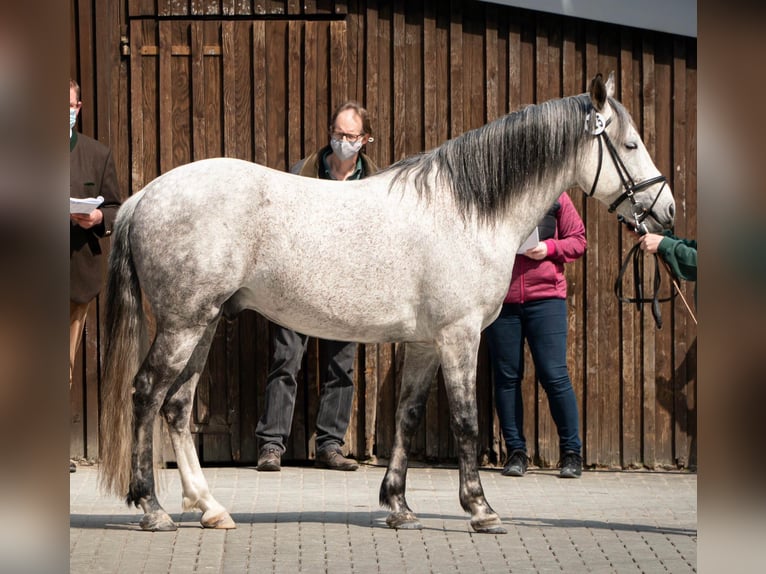 Berber Stallion Grey-Dapple in Langerwehe