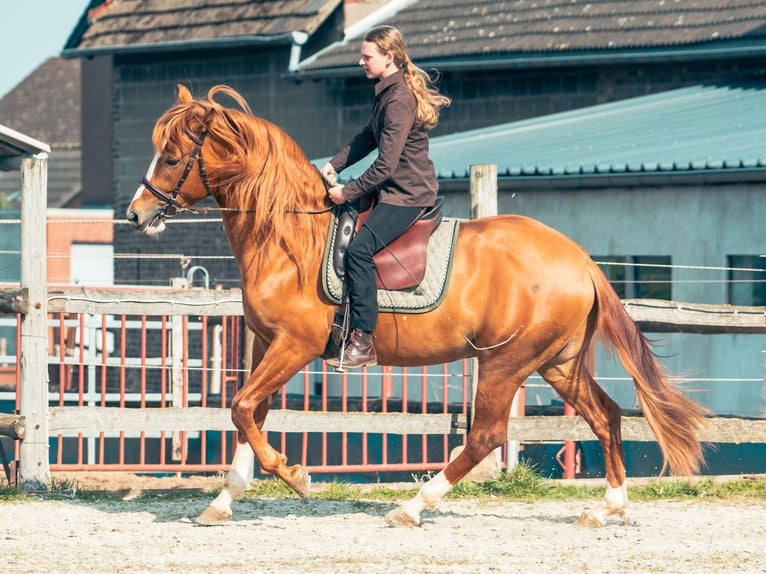 Berber Stallion Sorrel in Langerwehe