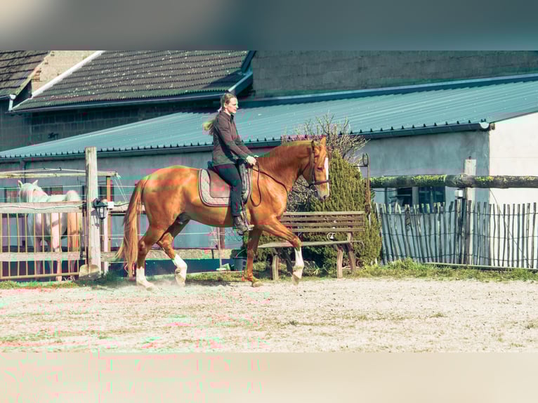Berber Stallion Sorrel in Langerwehe