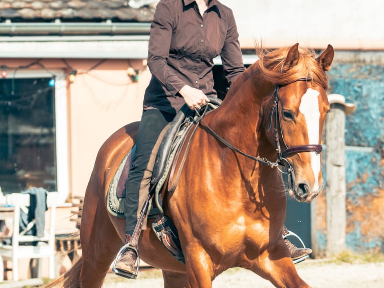 Berber Stallion Sorrel in Langerwehe