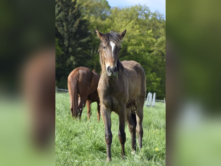 Berber Stute 1 Jahr 151 cm Brauner in Grafschaftrafschaft