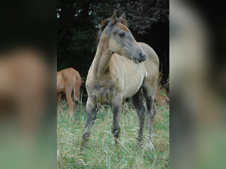 Berber Stute 1 Jahr 156 cm Schimmel in Grafschaft