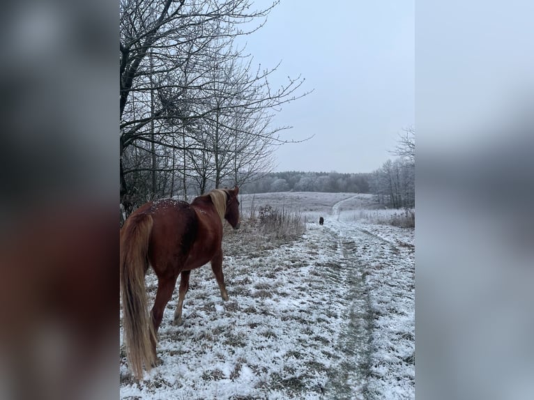 Berber Stute 21 Jahre 150 cm Fuchs in Eberswalde