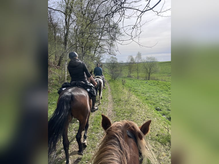 Berber Stute 21 Jahre 150 cm Fuchs in Eberswalde