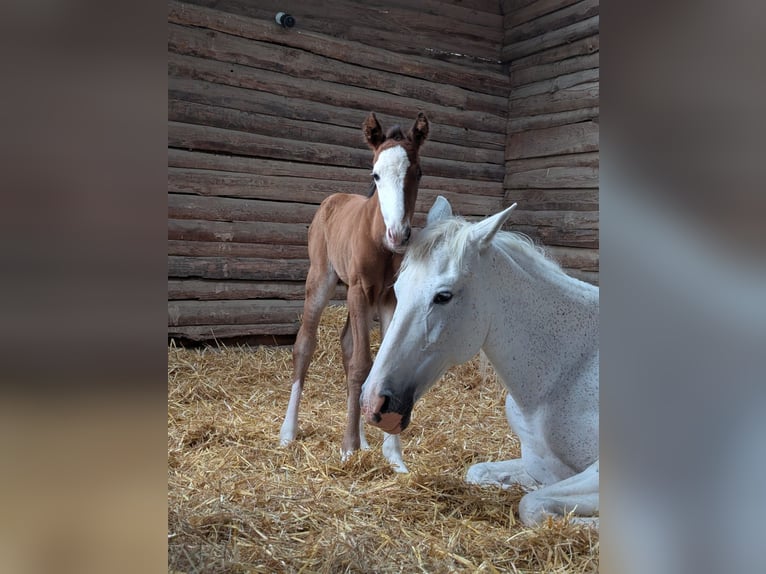 Berber Stute 2 Jahre 151 cm Brauner in Grafschaft