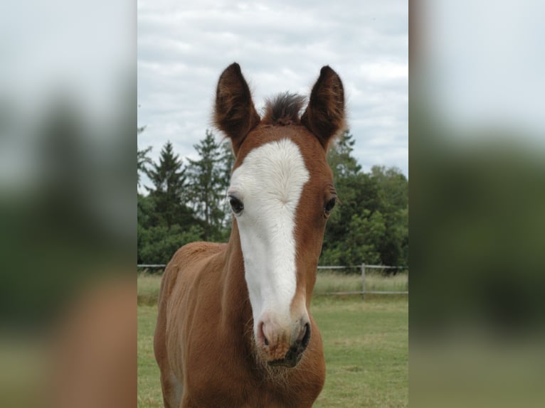Berber Stute 2 Jahre 151 cm Brauner in Grafschaft