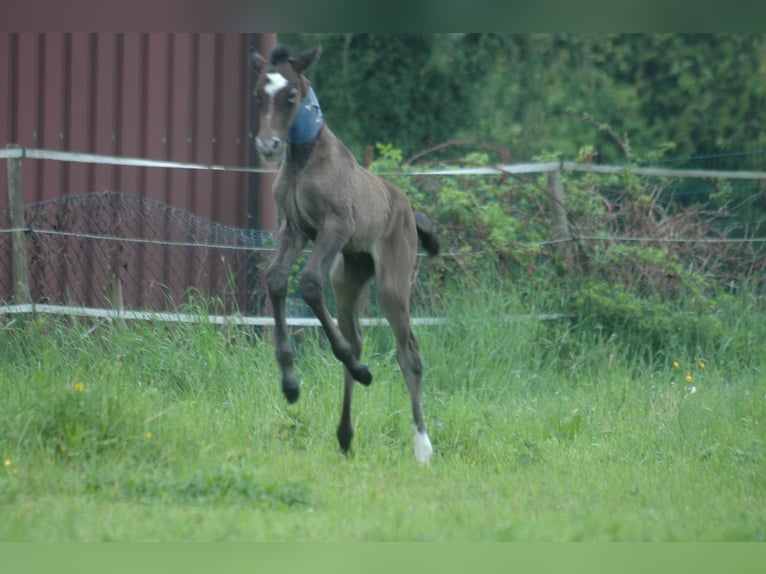 Berber Stute 2 Jahre 151 cm Brauner in Grafschaft