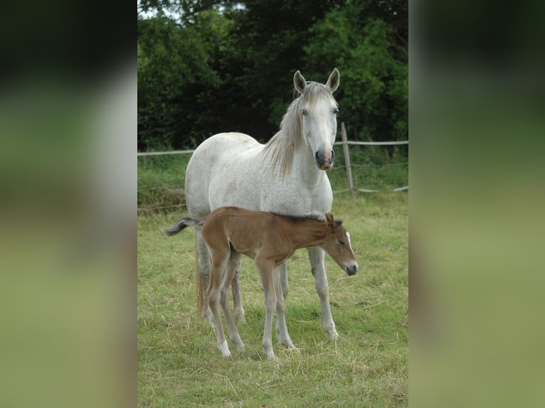 Berber Stute 2 Jahre 151 cm Brauner in Grafschaft