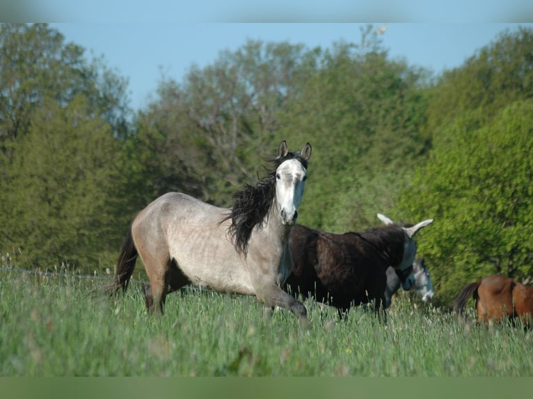 Berber Stute 2 Jahre 151 cm Brauner in Grafschaft