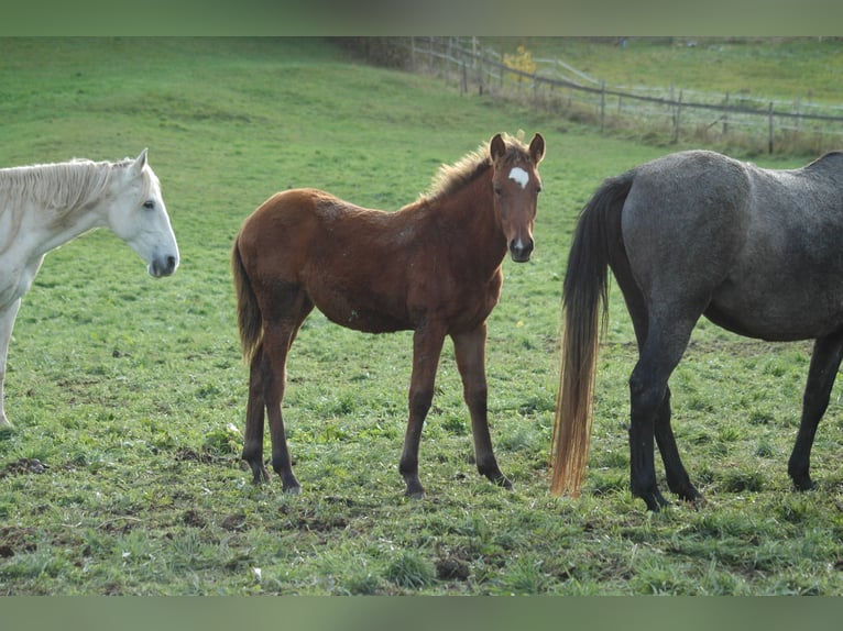 Berber Stute 2 Jahre 151 cm Brauner in Grafschaft