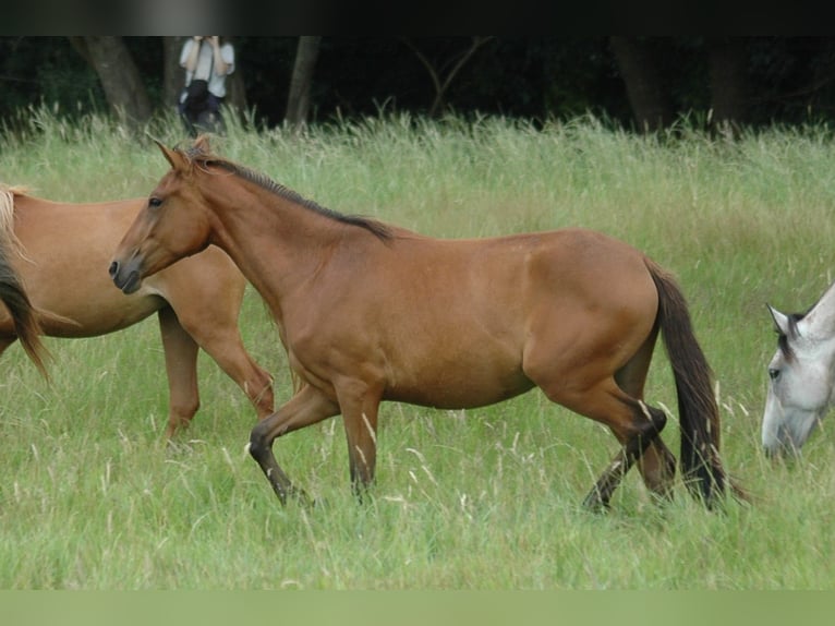 Berber Stute 2 Jahre 151 cm Brauner in Grafschaft