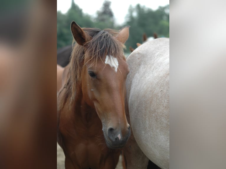 Berber Stute 2 Jahre 151 cm Brauner in Grafschaft