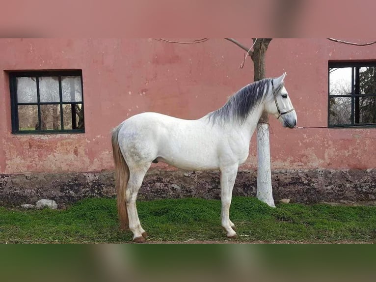 Berber Stute 2 Jahre 154 cm in Marseille 15