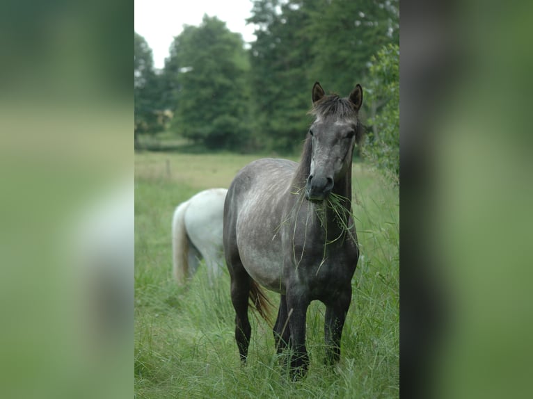 Berber Stute 2 Jahre 155 cm Schimmel in Grafschaft