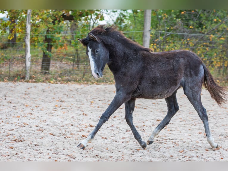 Berber Stute 2 Jahre Rappschimmel in L&#xF6;wenberger Land