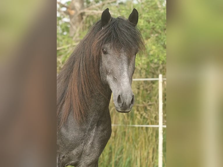 Berber Stute 3 Jahre Buckskin in Harpstedt