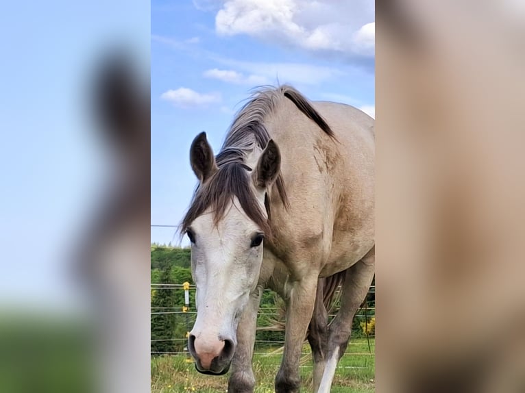 Berber Stute 3 Jahre in Stelzenberg