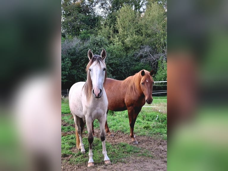 Berber Stute 3 Jahre in Stelzenberg