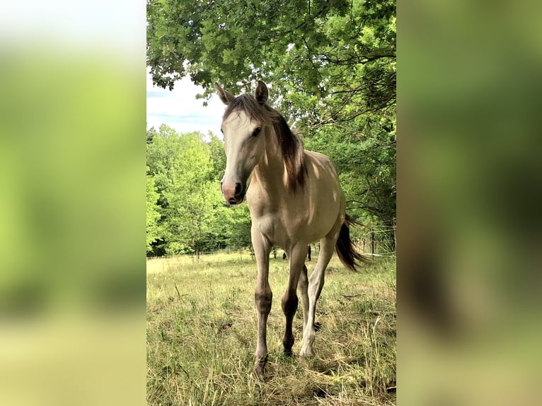 Berber Stute 3 Jahre in Stelzenberg