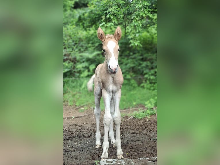 Berber Stute 3 Jahre in Stelzenberg