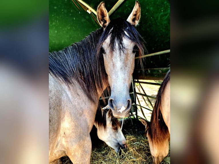 Berber Stute 3 Jahre in Stelzenberg