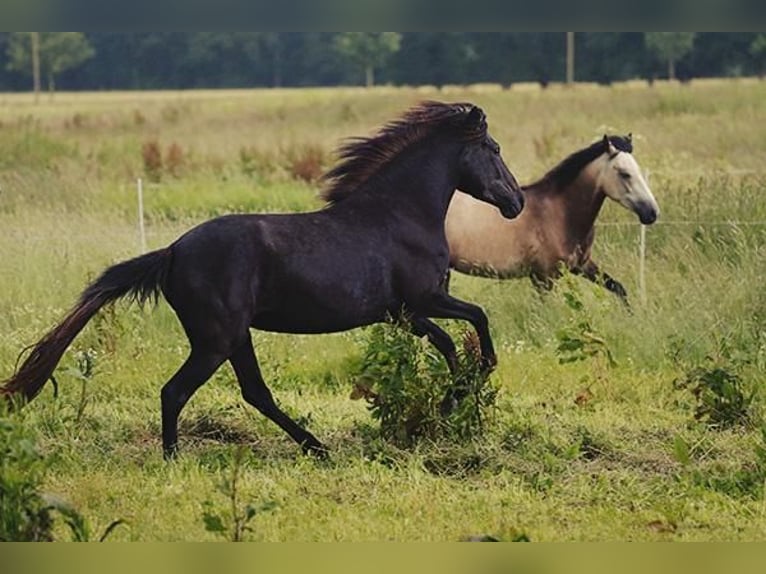 Berber Stute 4 Jahre Buckskin in Harpstedt