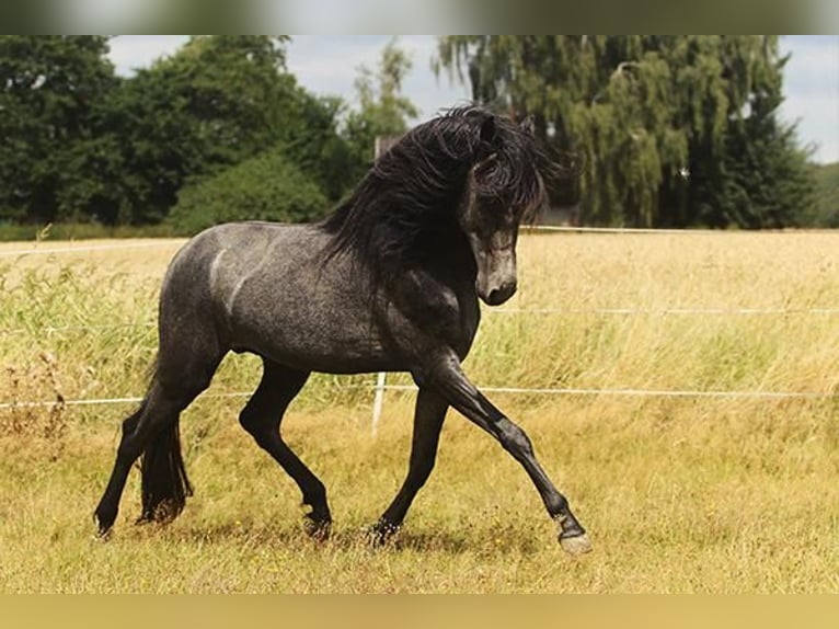 Berber Stute 4 Jahre Buckskin in Harpstedt