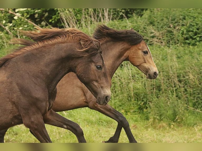 Berber Stute 4 Jahre Buckskin in Harpstedt